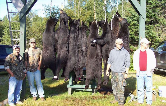 Guided Black Bear Hunt (web)