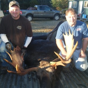 Maine Moose 6