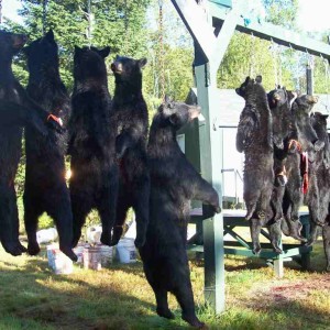 Black Bear Hunting20