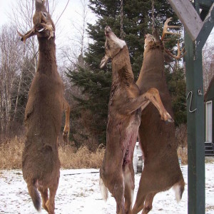 Whitetail Deer Hunting4